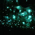 Arachnocampa luminosa: Οι Πυγολαμπίδες  που "φωτειζουν" το σπήλαιο Waitomo