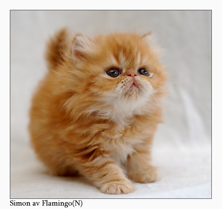 150 gambar kucing lucu dan imut termasuk anggora, persia, dan maine coon 150 gambar kucing lucu dan imut termasuk anggora, persia, dan maine coon