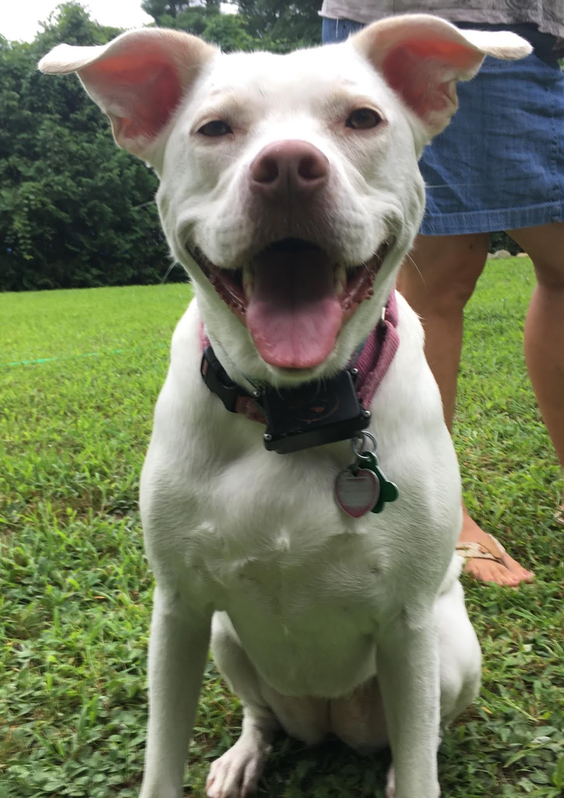 Invisible Dog Fence Information Invisible Dog Fence Information