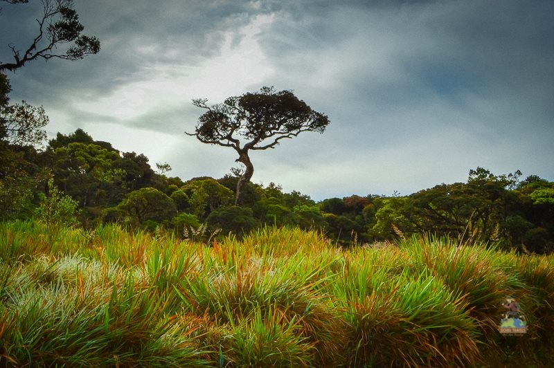 Horton Plains,Sri Lanka Horton Plains,Sri Lanka