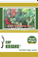 Jual benih tomat new idaman cap kujang murah berkualtias benih tomat new idaman,jual benih tomat new idaman,tomat new idaman,benih tomat,budidaya tomat