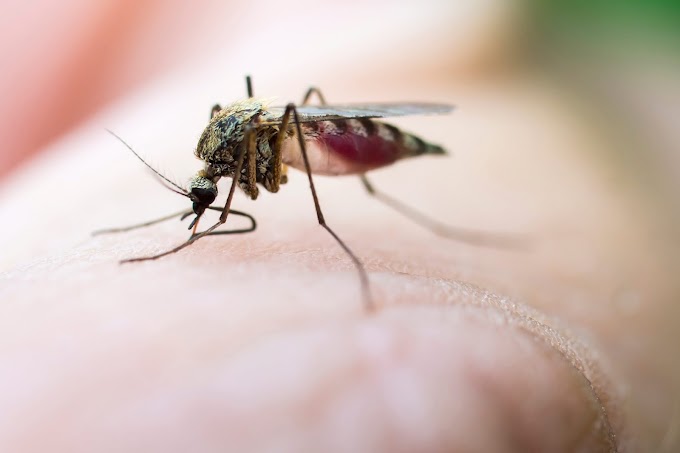 6 Faktor Bagaimana Nyamuk Memilih Mangsa Seperti Anda