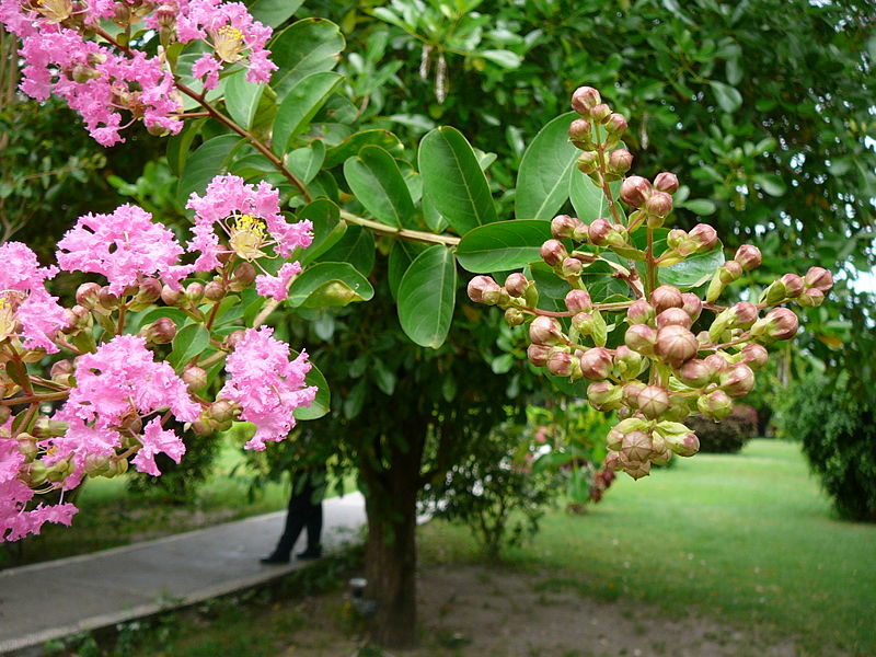 Real World Gardener New Dwarf Crepe Myrtle Is Plant Of The Week
