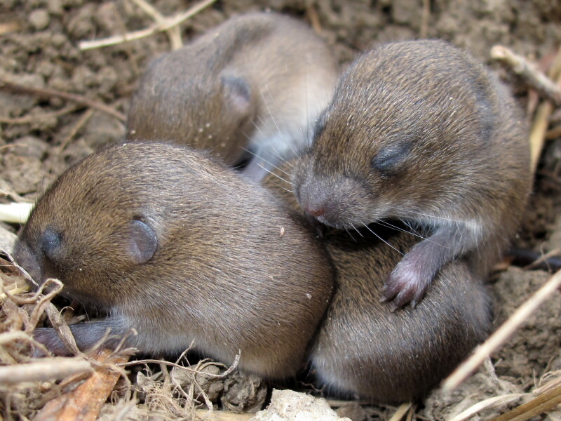 The Joyce Road Neighborhood Baby Field Mice
