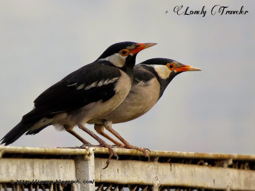 Asian Pied Starling - Gracupica contra