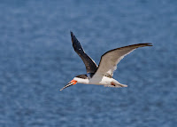Black Skimmer Black Skimmer