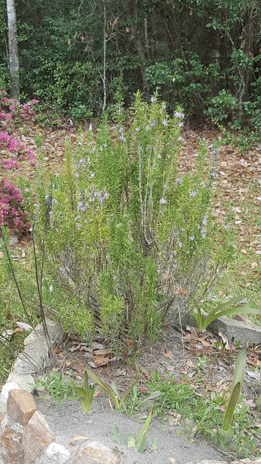 Can Dogs Eat Rosemary Can Dogs Eat Rosemary