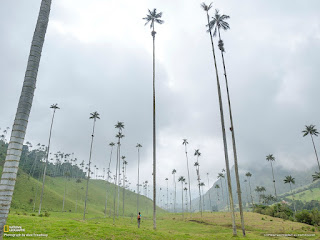 Tallest palm trees in the World in Cocora valley in Colombia