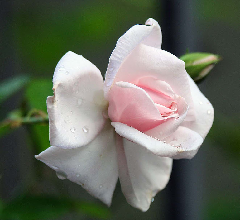 Pink Rose after a Rain Shower