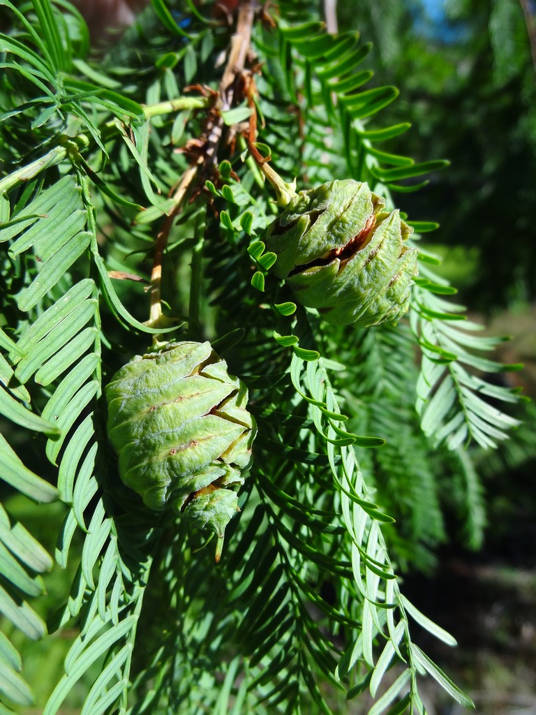 flora wonder blog flowering conifers how to make size smaller