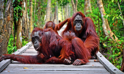 Taman Nasional Bukit Raya