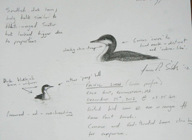 The Puny Loon