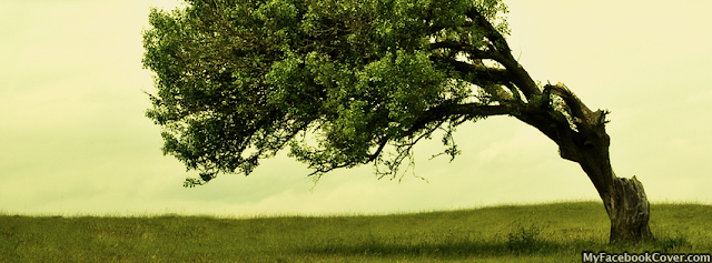 Tree Natural HD Color Wallpaper for Facebook Cover Image Tree Natural HD Color Wallpaper for Facebook Cover Image