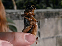 eating insects in Thailand