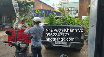 Nhà vườn Khánh Võ đang bán ổi sim Nhật giá siêu rẻ!!!! Xe%2Bcho%2Bcay%2B2