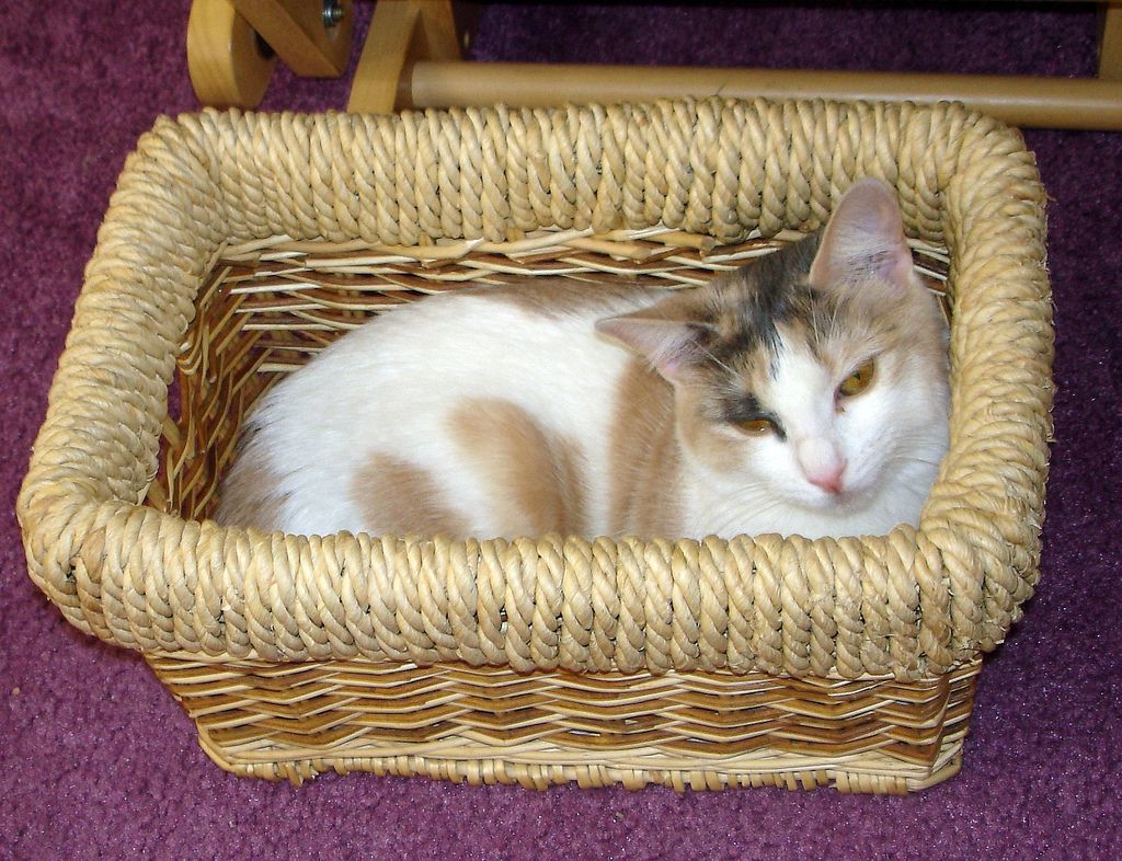 26. our cat sitting in the basket by Violette79
