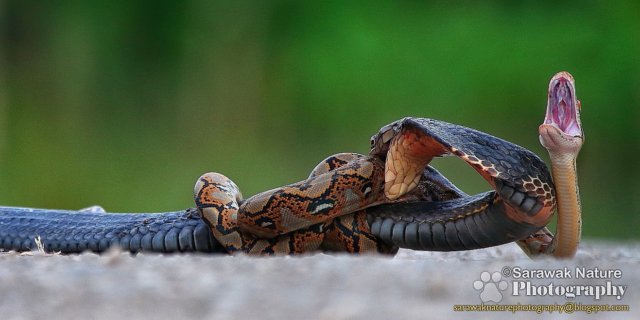 Sarawak Nature Photography: Cobra Vs Python