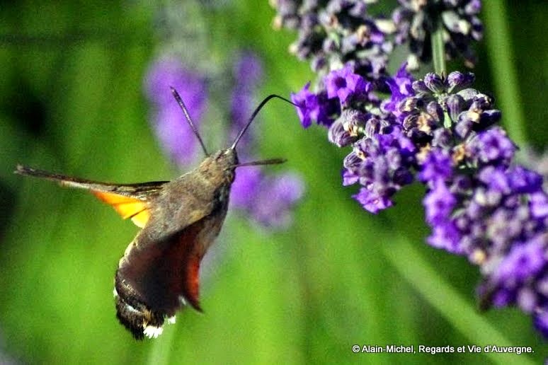Le papillon: Moro-Sphinx.