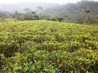 lahan perkebunan dijual lahan perkebunan dijual
