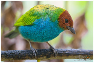 Bay-headed Tanager (Tangara gyrola)