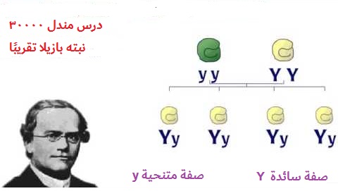 يُطلق على المخلوق الحي الذي يحمل زوجا من الجينات المتقابلة المختلفة لصفة محددة