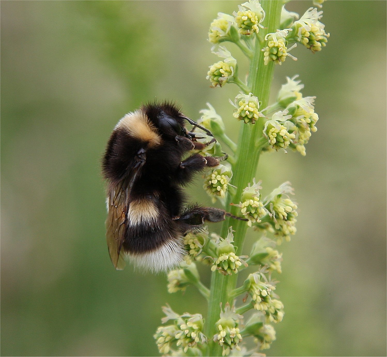 Murfs Wildlife Humble Bumble