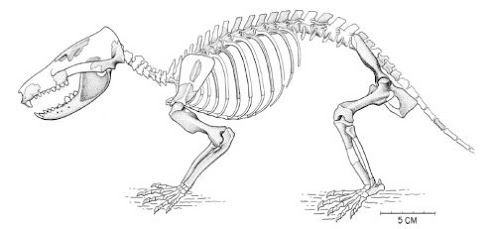 mamiferos del cretaceo Gobiconodon