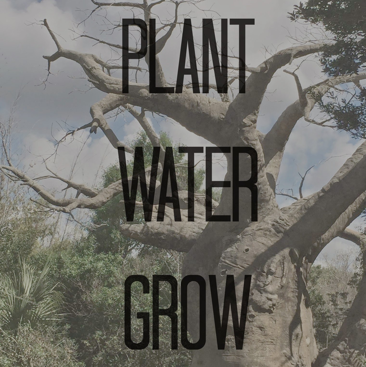 Mulling Over My Morning Coffee Plant Water Grow Shame In Not mulling-over-my-morning-coffee-plant-water-grow-shame-in-not