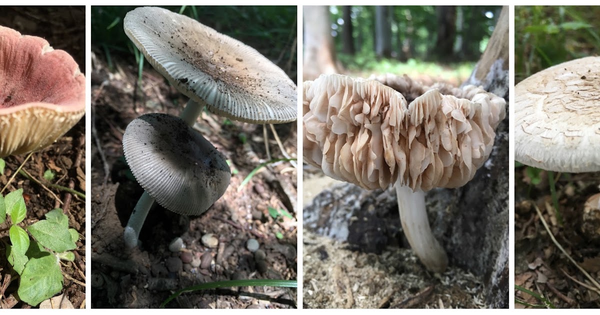 Japan The Mushroom Capital of the World?