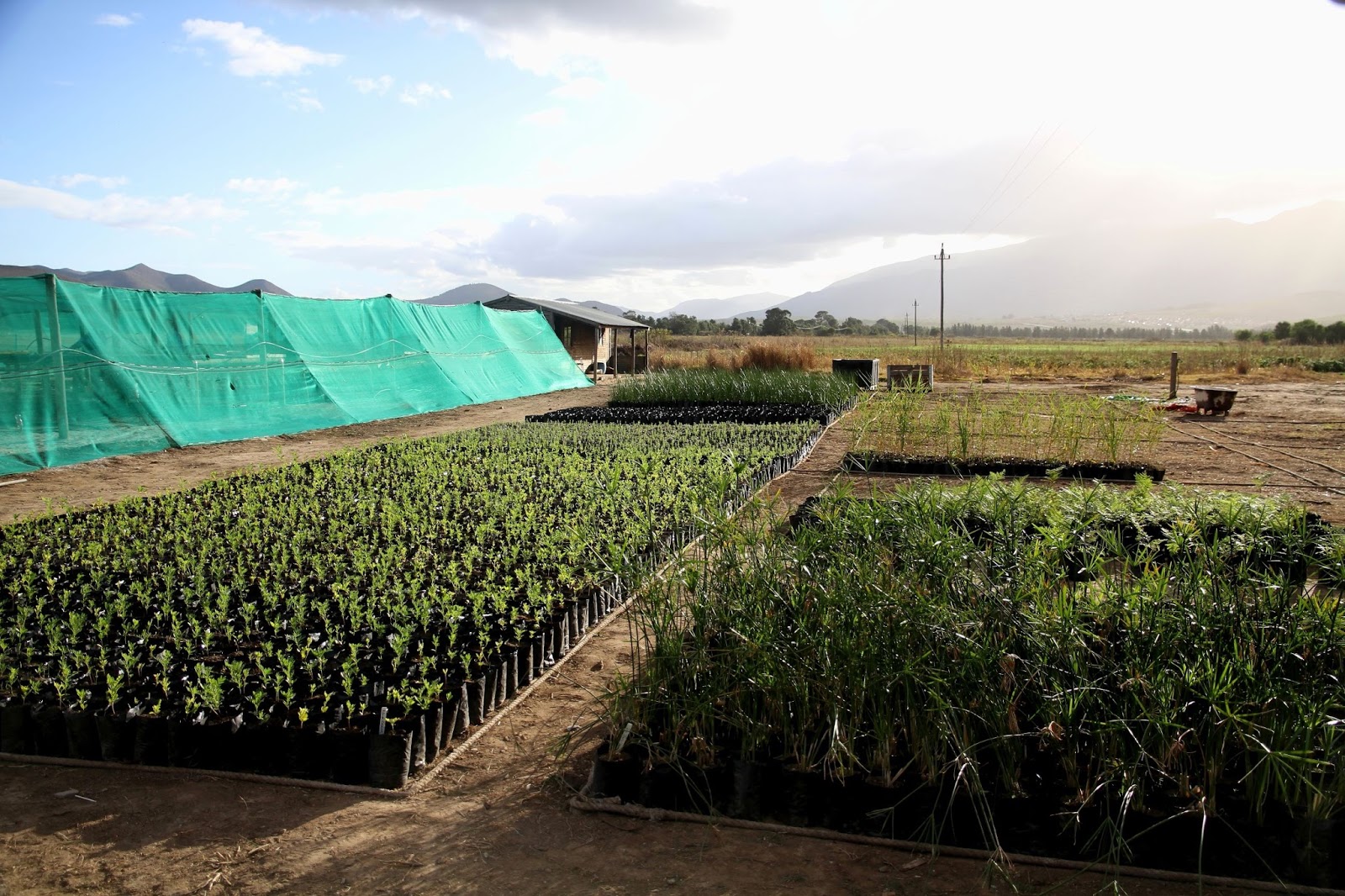 Floriculture and nursery crops Agribook Digital