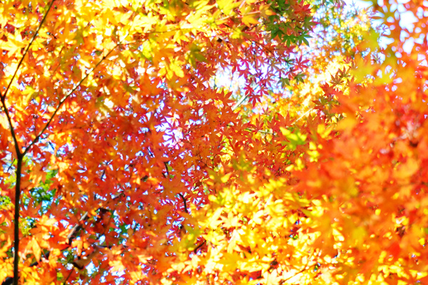 NONtic 紅葉写真