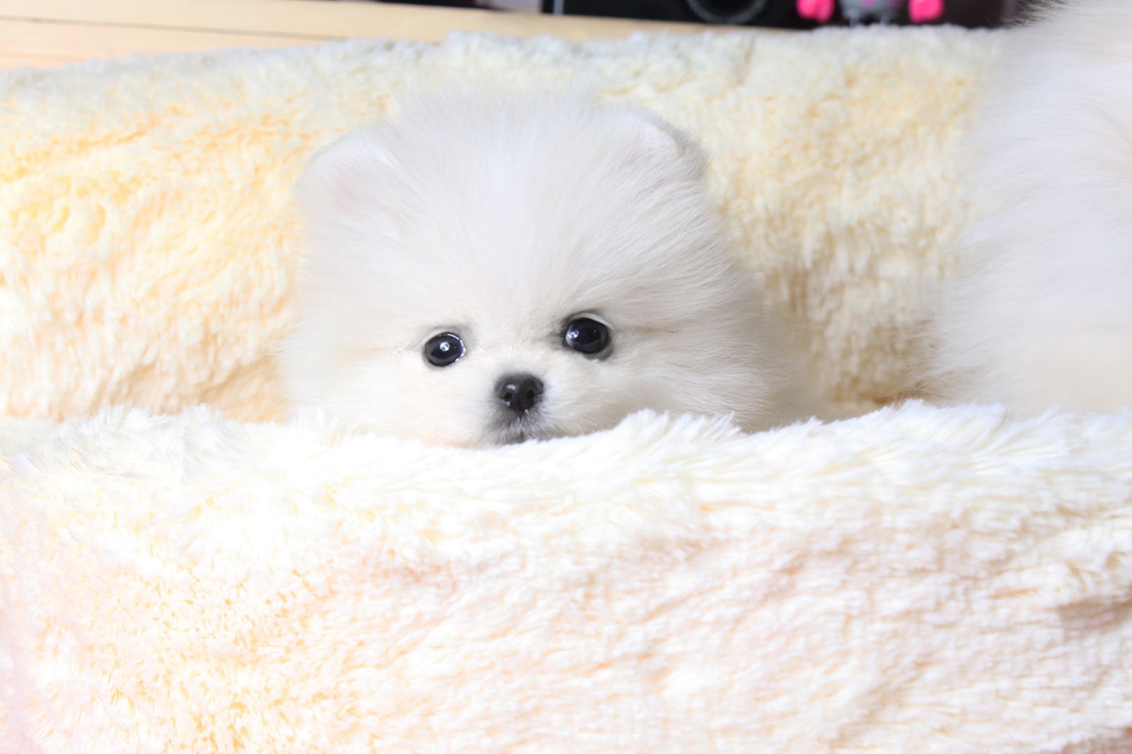 Peakdog (Teacup puppy for sale!) Lovely white pomeranian girls!!
