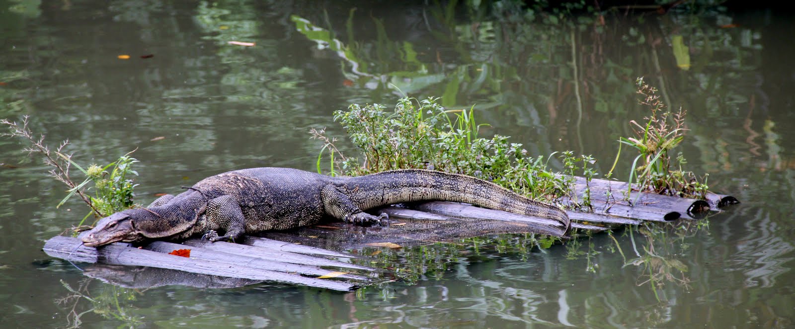 Capture life as I see it Monitor Lizard at Sungei Buloh Wetland Reserve
