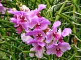 Orkid Bonda