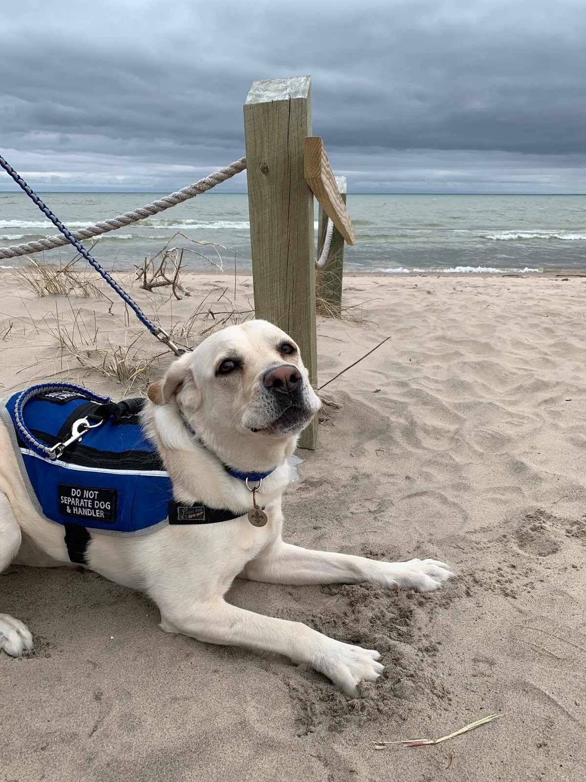 Marie's Diabetic Alert Dog