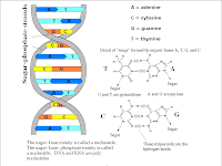 Chromosome Diagram Labeled Chromosome Diagram Labeled