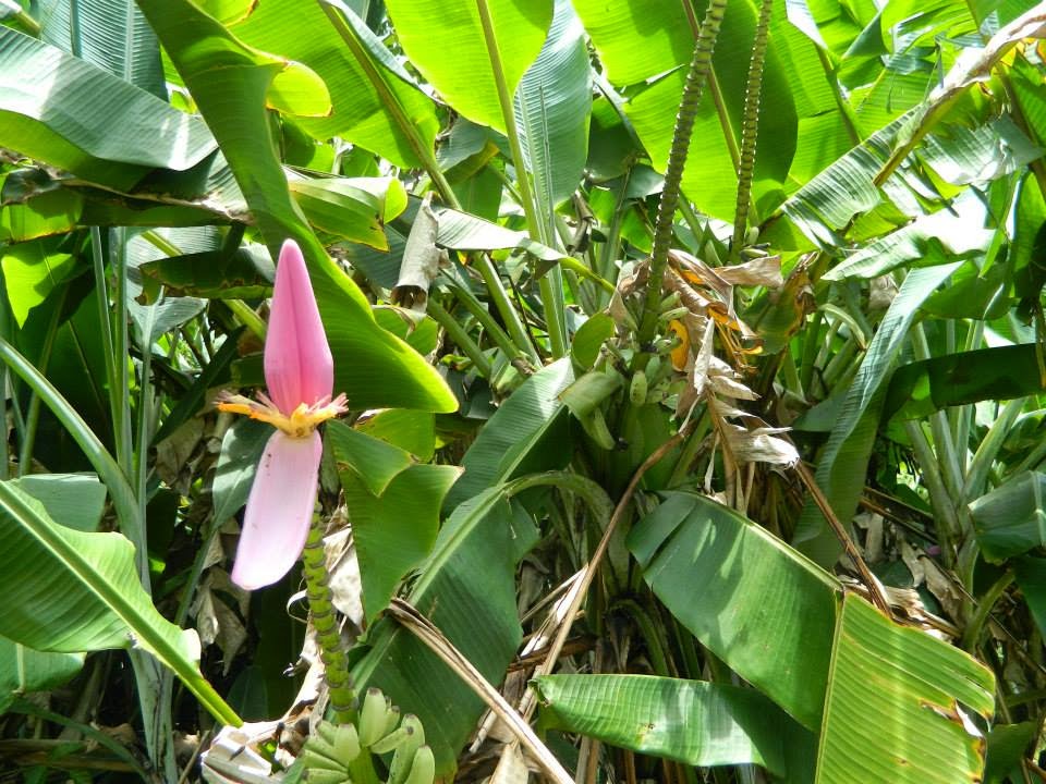 Jungle Zipline Tickets on Maui Summer Special Maui Zipline Tickets