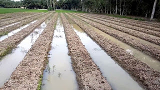 Peluang Bisnis Budidaya Cabai Merah Yang Menggiurkan Peluang Bisnis Budidaya Cabai Merah Yang Menggiurkan