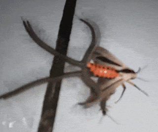 87183d0466b7e0e1e2e784a88372f3779360e46e