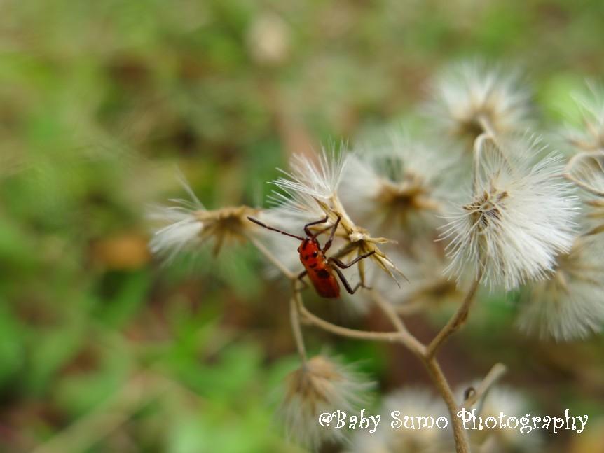 Bhumro Insect Baby Sumo Photography: October 2012