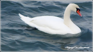 Winter Casino Constanta