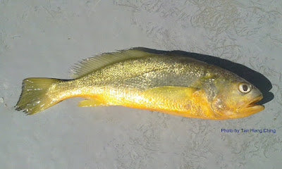 Yellow Croaker, Larimichthys polyactis