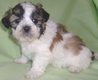 shih tzu cute puppy pictures | High Resolution dogs picture