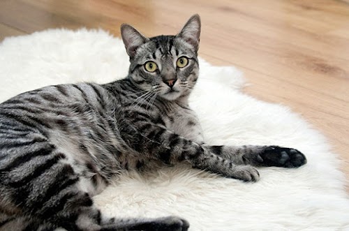 Cat Asthma: Learn the Causes, Symptoms and Treatment Cat Asthma: Learn the Causes, Symptoms and Treatment