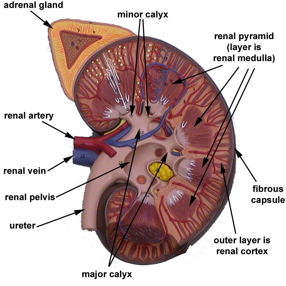 biology-mbbs-structure-of-human-kidney-with-labeled-diagram-ratta-pk