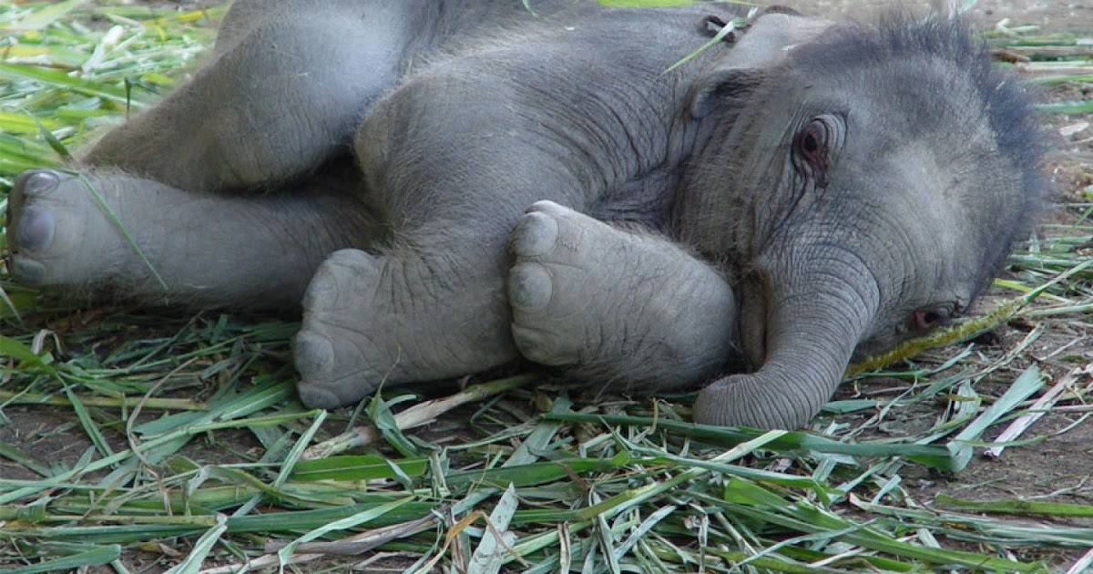 Серенький похож на слона. Спящий слон. Спящие слоны. Слоны спят стоя.
