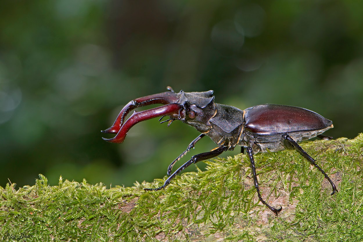 Foto's Vliegend Hert Foto's Vliegend Hert