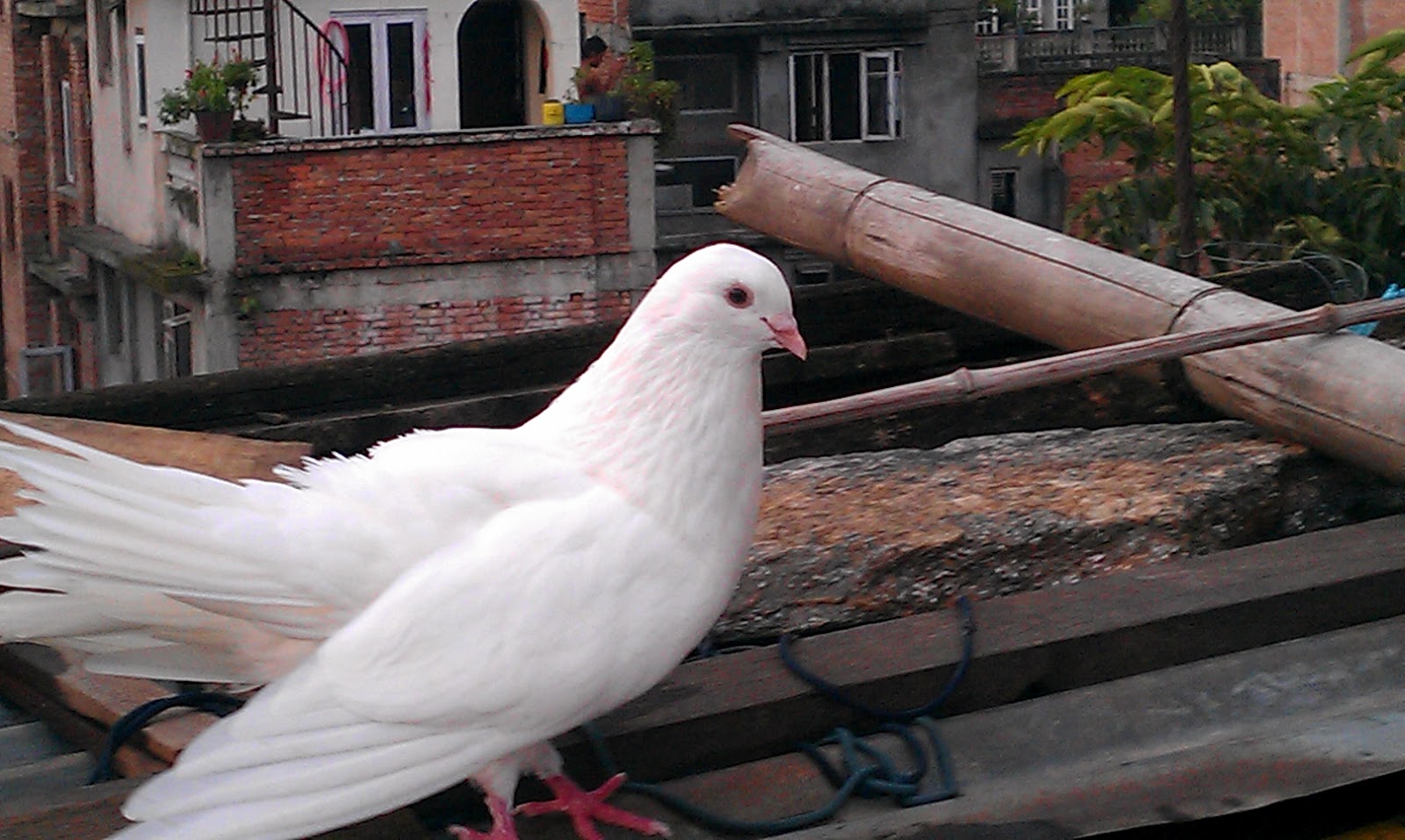 PIGEONS OF Nepal White Pigeons