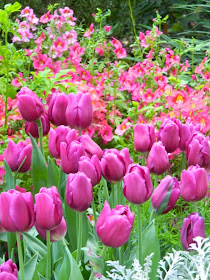 Purple tulips schizanthus Allan Gardens Conservatory Spring Flower Show by garden muses-not another Toronto gardening blog