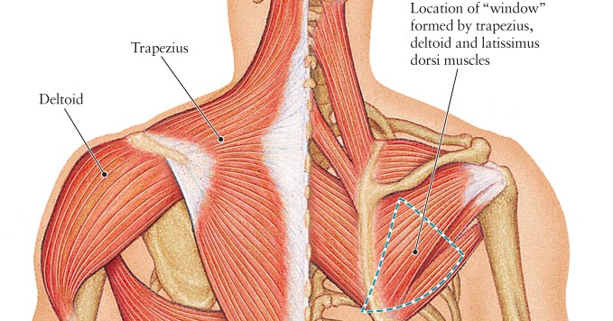 Posterior Upper Back Anatomy - Want to learn more about it?